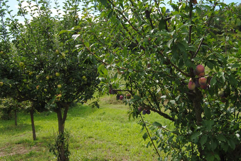 La Chiusuraccia Βίλα Barberino di Mugello Εξωτερικό φωτογραφία