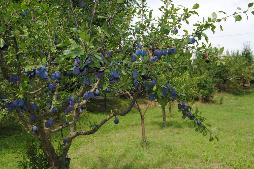 La Chiusuraccia Βίλα Barberino di Mugello Εξωτερικό φωτογραφία